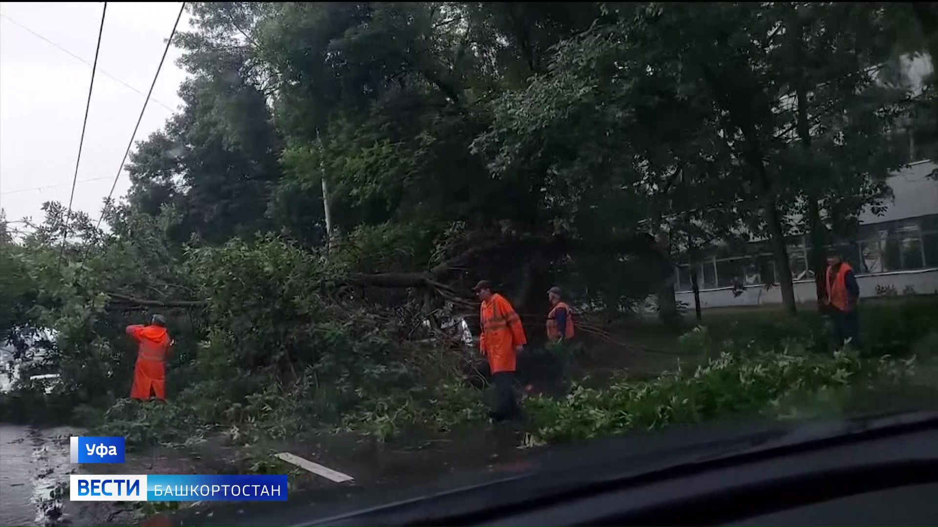 На улице Пархоменко в Уфе на припаркованную машину упало дерево