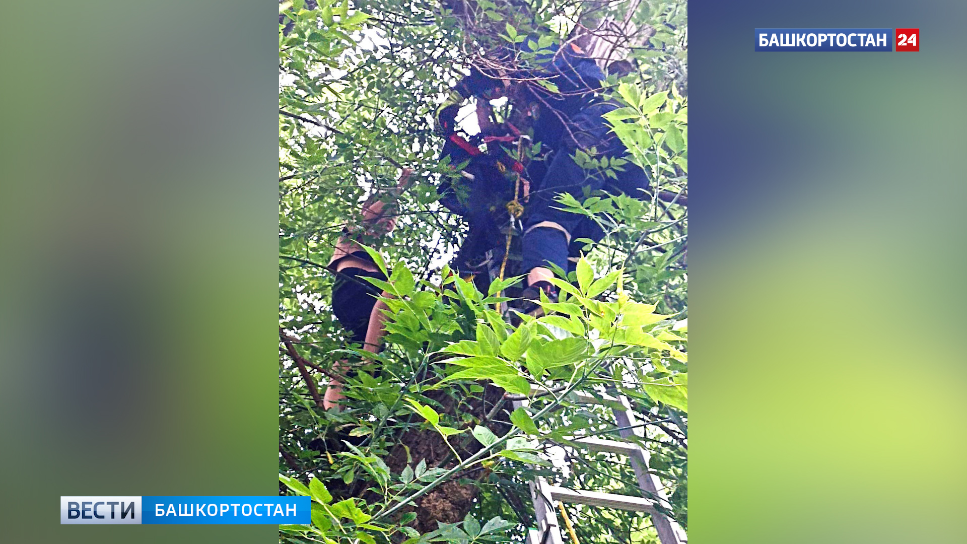 Девочку с котенком сняли с дерева в Уфе | 1