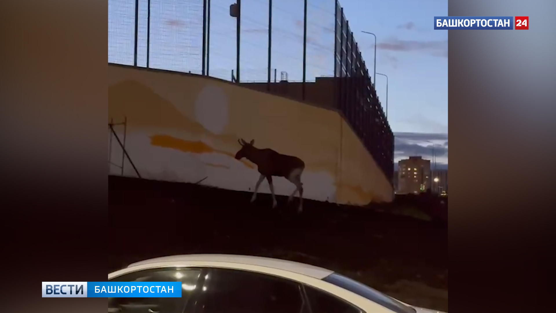 В Уфе на улице Рудольфа Нуреева во двор забежал лось | ГТРК «Башкортостан» В Уфе на улице Рудольфа Нуреева во двор забежал лось