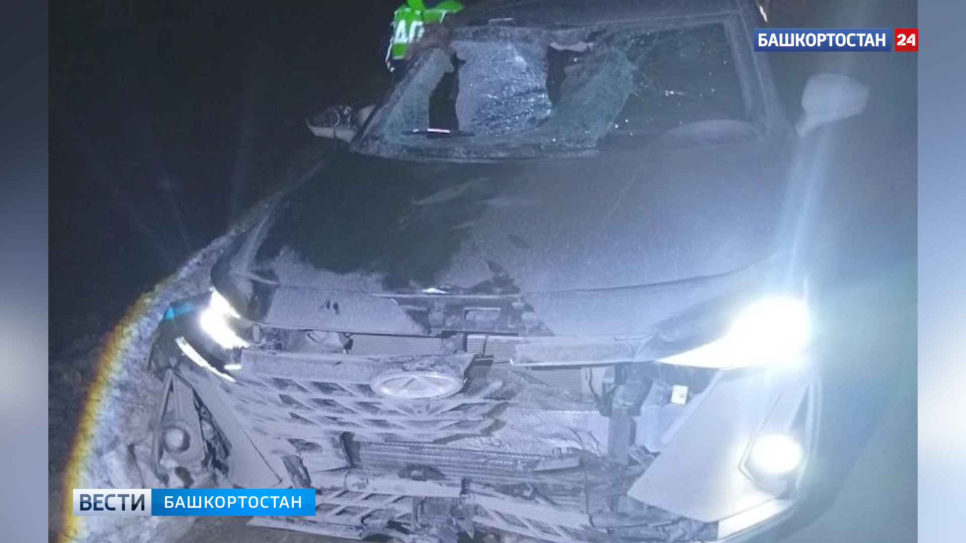 В Архангельском районе Башкортостана под колесами автомобиля погиб лось | 1