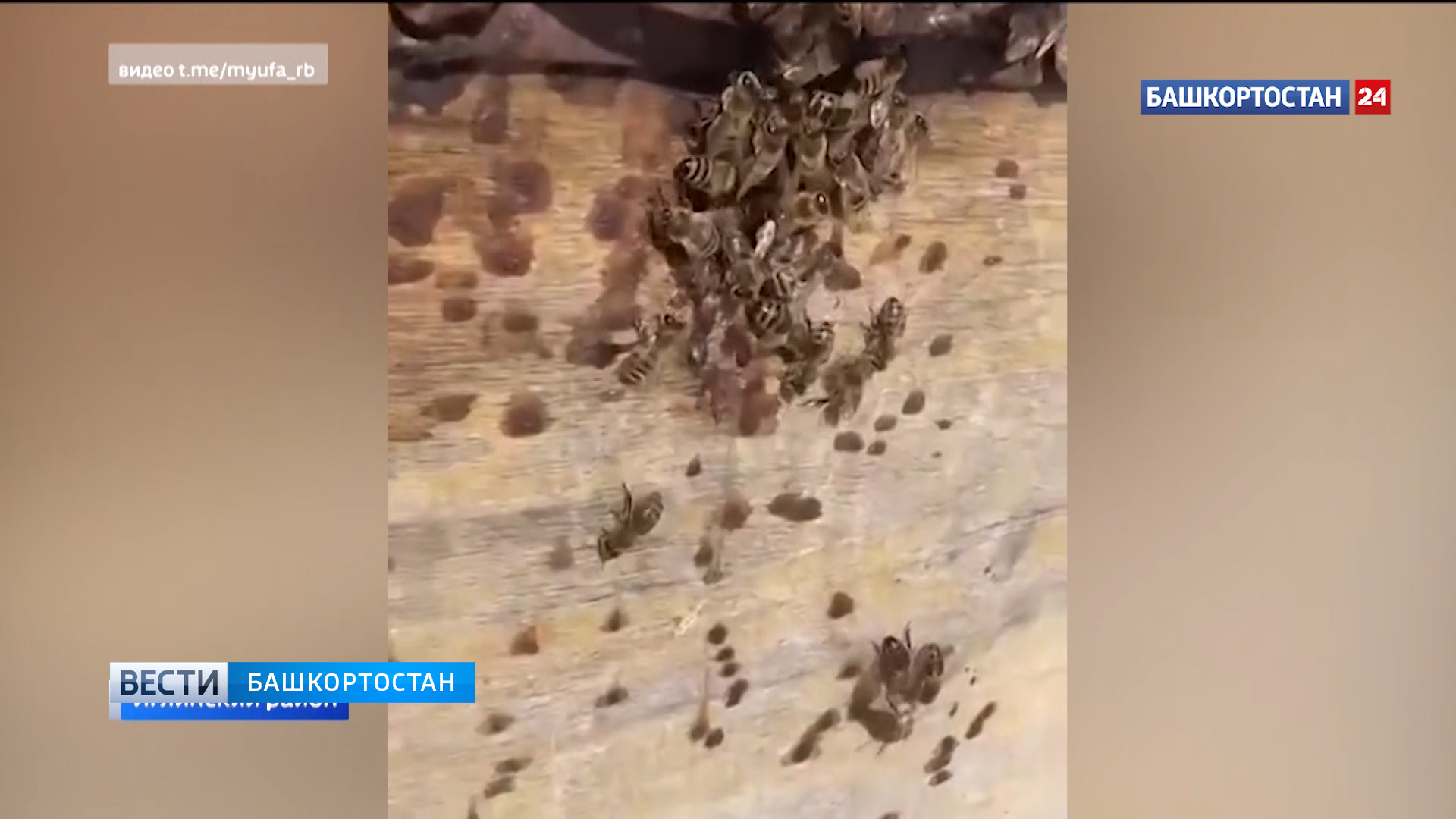 В Башкирии после зимней спячки проснулись пчелы | ГТРК «Башкортостан» В Башкирии после зимней спячки проснулись пчелы