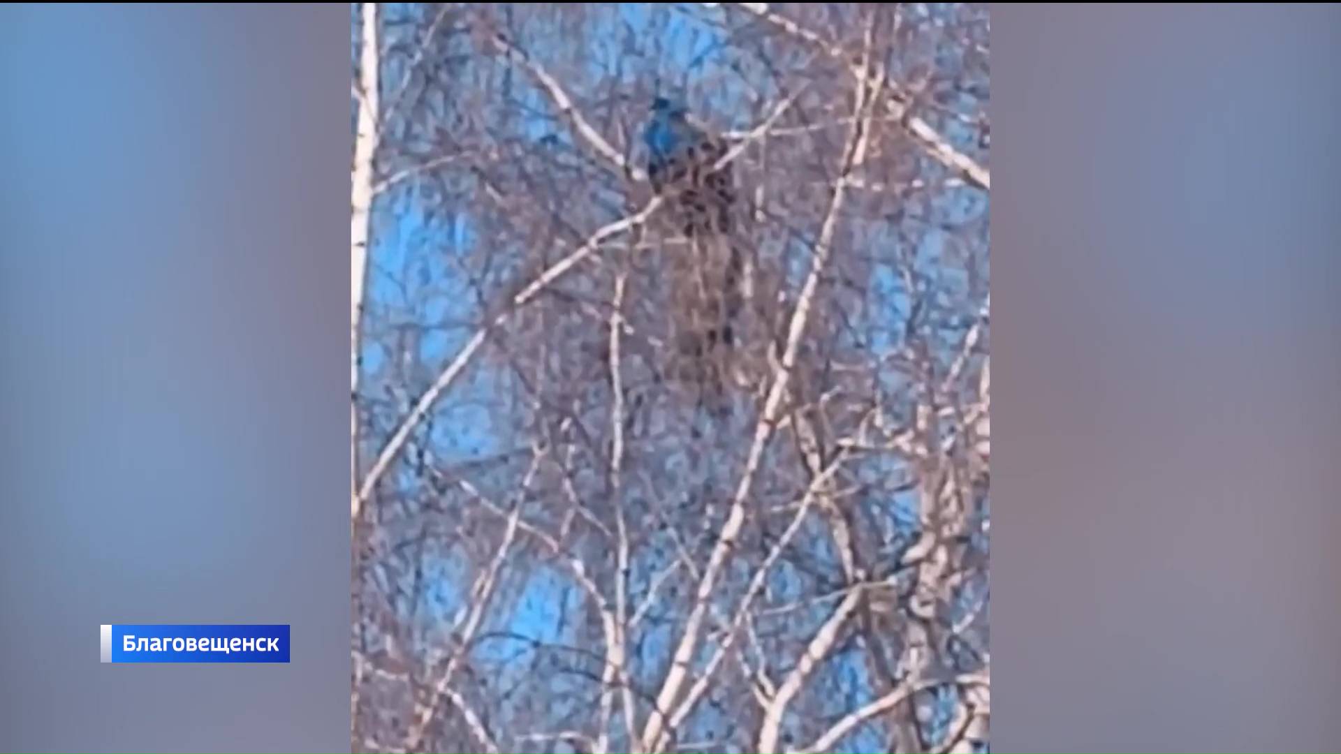 В Башкортостане заметили павлина, который сидел на ветке березы | ГТРК «Башкортостан» В Башкортостане заметили павлина, который сидел на ветке березы