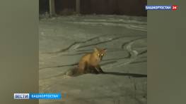 Лисицу сняли на видео в Октябрьском районе Уфы
