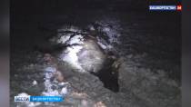 В Архангельском районе Башкортостана под колесами автомобиля погиб лось | 0