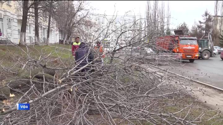 В Уфе на улице Карла Маркса сносят аварийные деревья | ГТРК «Башкортостан»