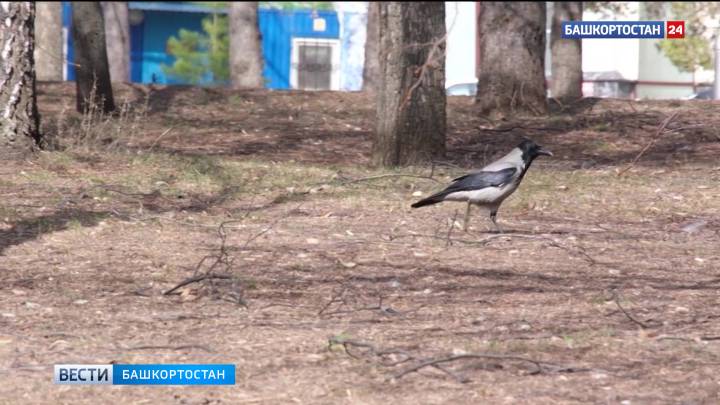 В Башкортостане температура воздуха поднимется до +25 градусов | ГТРК «Башкортостан»