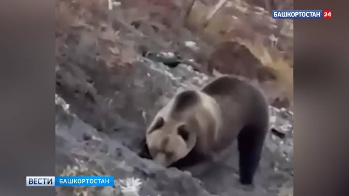 На границе Башкирии и Челябинской области завелся медведь-трупоед | ГТРК «Башкортостан»