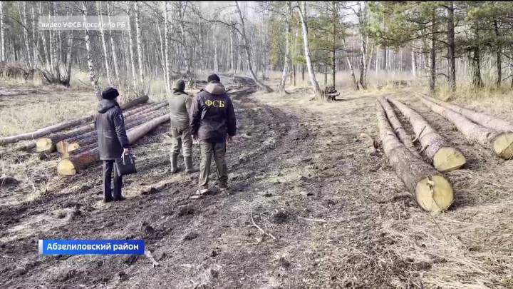 В Башкортостане задержали жителя Абзелиловского района за незаконную рубку леса | ГТРК «Башкортостан»